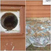 Grass and nesting materials were obstructing this dryer vent.